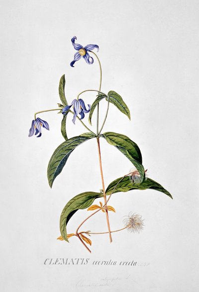 ياسمين في البر: Integrafolia بواسطة Georg Dionysius Ehret